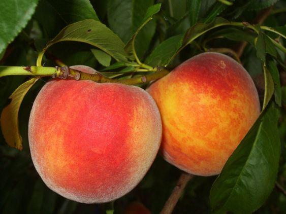 Melocotonero