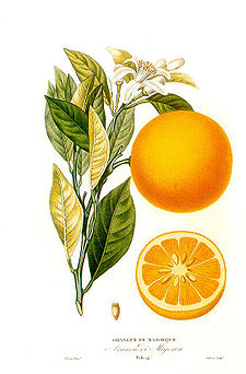 El naranjo dulce (Citrus sinensis L. Osbeck) es una especie arbórea de hoja perenne de la familia de las rutaceas. Tiene la copa redondeada y puede alcanzar una altura de 10 metros en condiciones naturales, pero esta altura se ve normalmente reducida en plantaciones comerciales, manteniéndose entre 3 y 7 metros (incluso 2 metros), mediante manejos agronómicos y uso de portainjertos, para facilitar labores culturales y de cosecha principalmente.