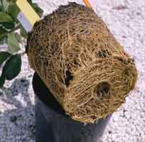 Raizes apelmazadas de arbol