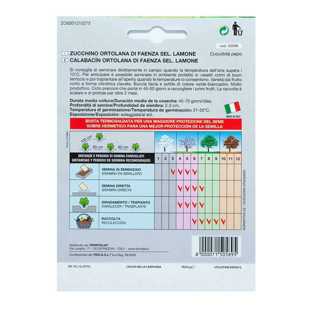 Semillas huerto calabacin claro (cucurbita pepo)
