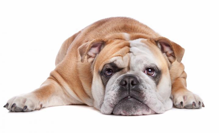 Mascota boxer