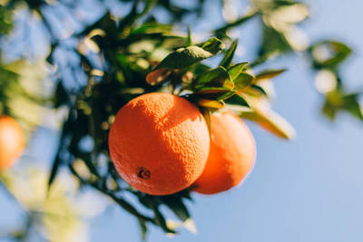 Naranjo 