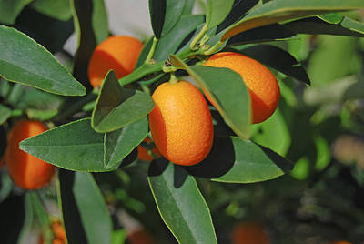 Kumkuat