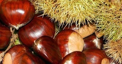 Castaño Maruxa  (89207)