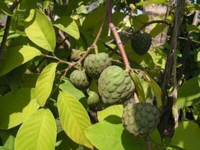 Chirimoya  