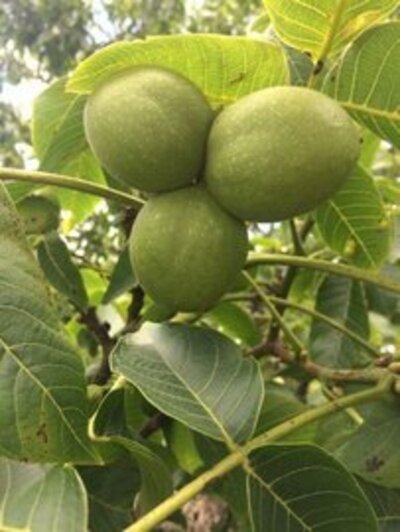 Nogal comun en cepellon Nogal comun en cepellon