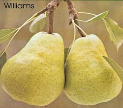 Peral williams 