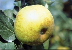 Reineta Blanca 
