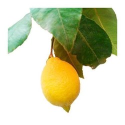 Limon pera