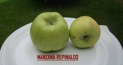 Repinaldo