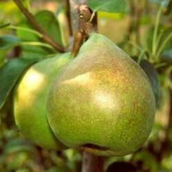 PERAL Decane del Comicio