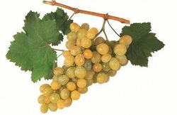 Moscatel de Roma
