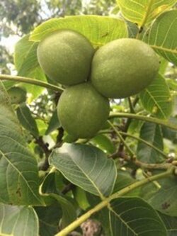 Nogal comun en cepellon