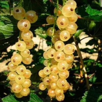 Grosella Blanca  arbol frutal